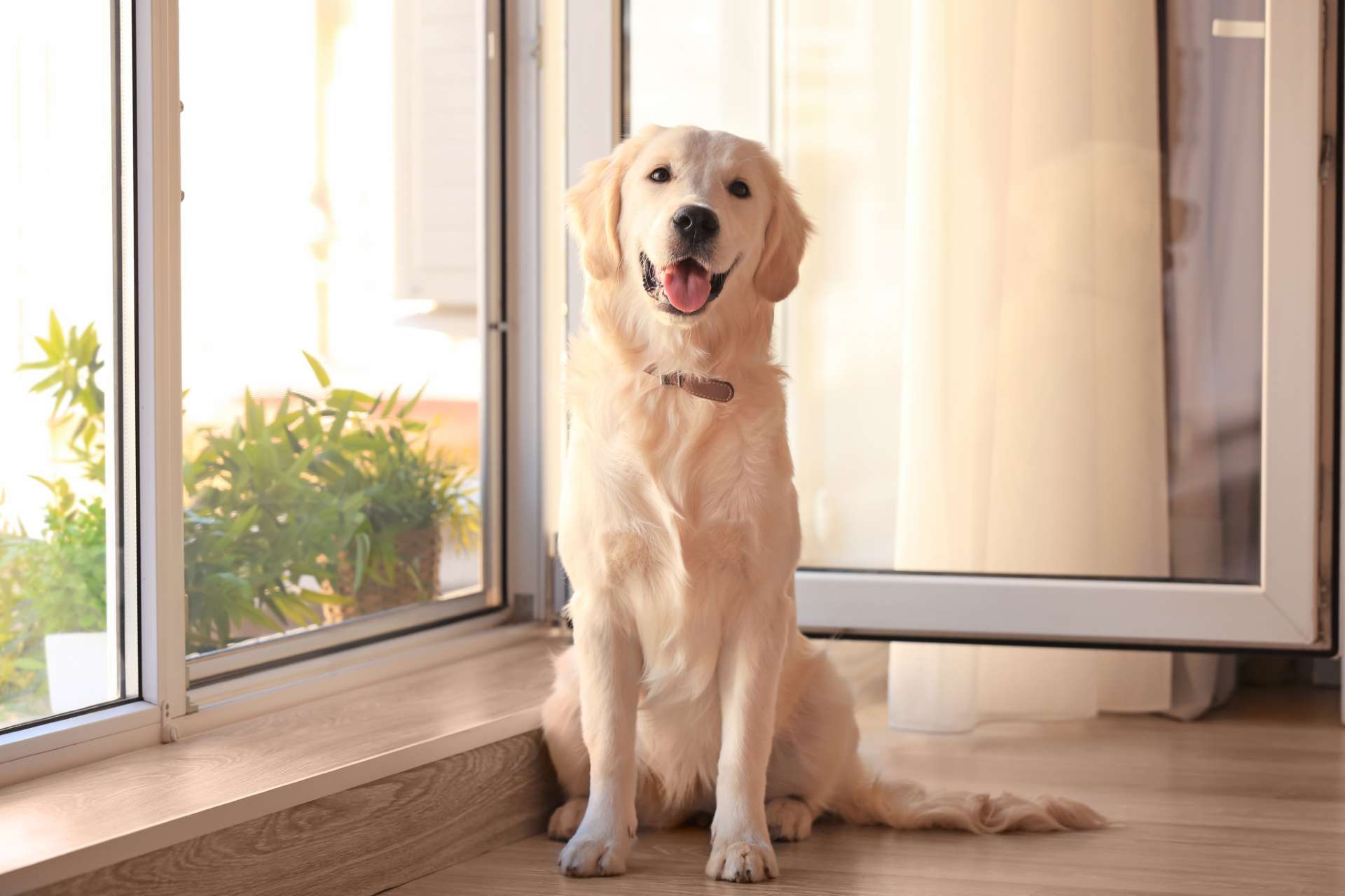 Cute Dog Near A Window Open With Insect Mesh
